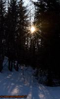 Raggi nel bosco